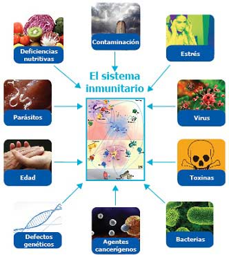 Sistema suprimir el medicamentos inmune para