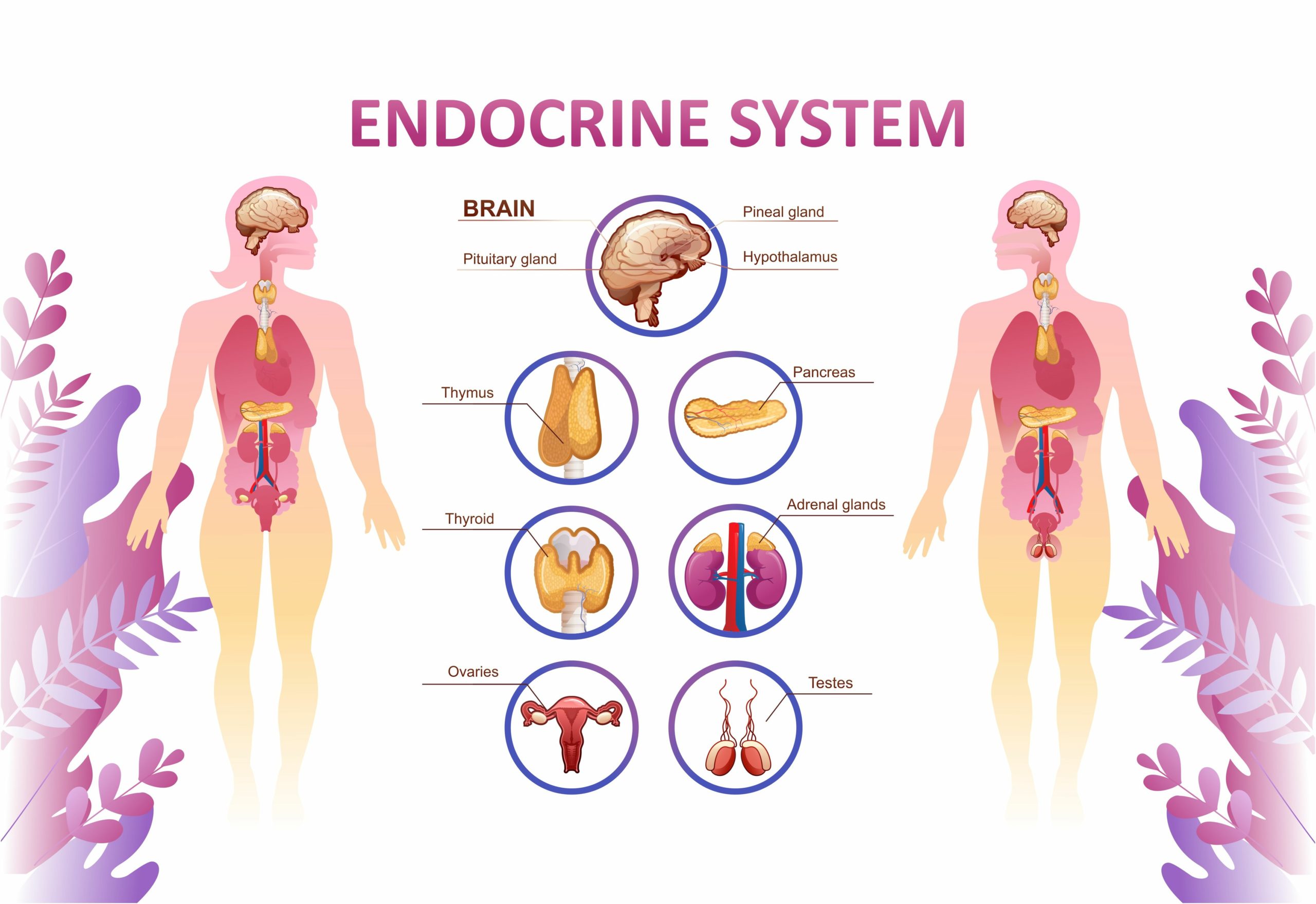 Glándula Tiroides: Importante Función Para El Cuerpo Humano