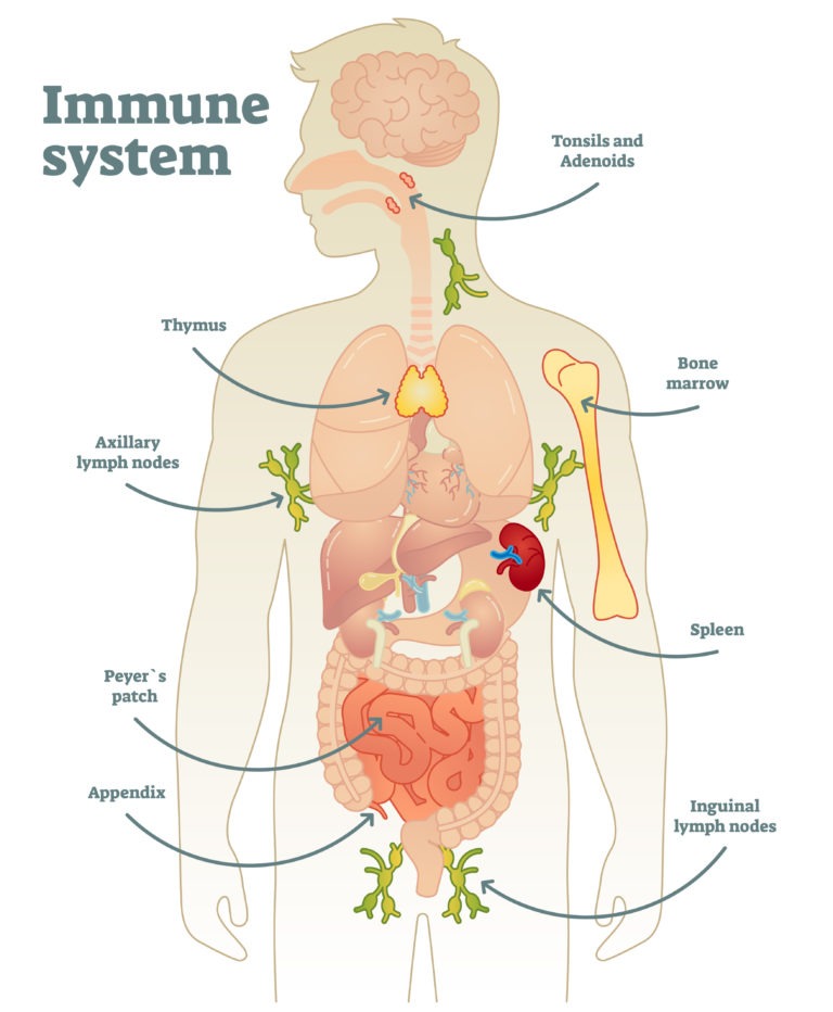 Organs of the immune system