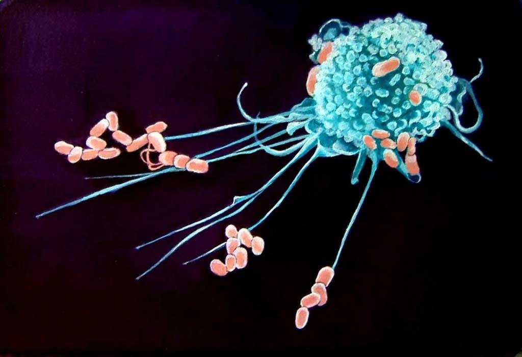 4 respuestas sobre los macrófagos | MiSistemaInmune