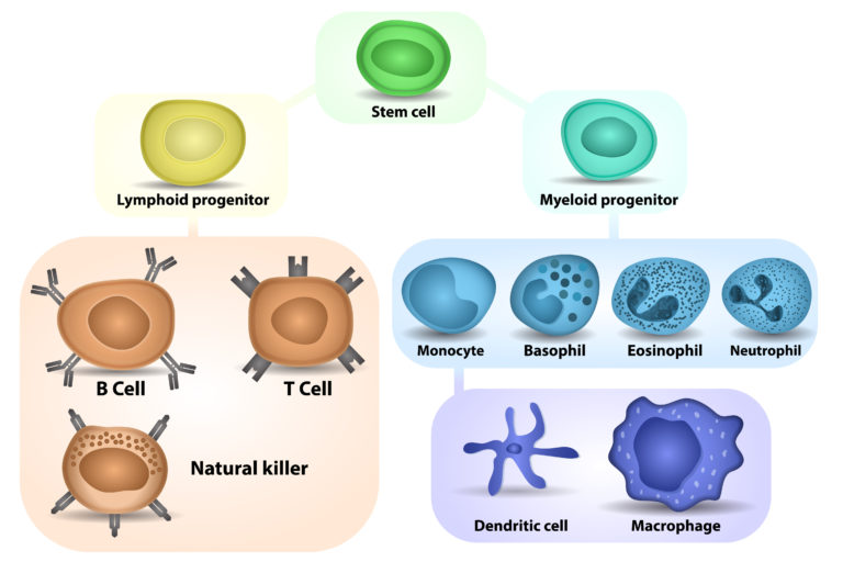 Esquema células B, T, Natural Killer
