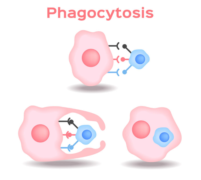 Phagocytosis in three steps. Human immune system vector . Pink Phagocytosis version