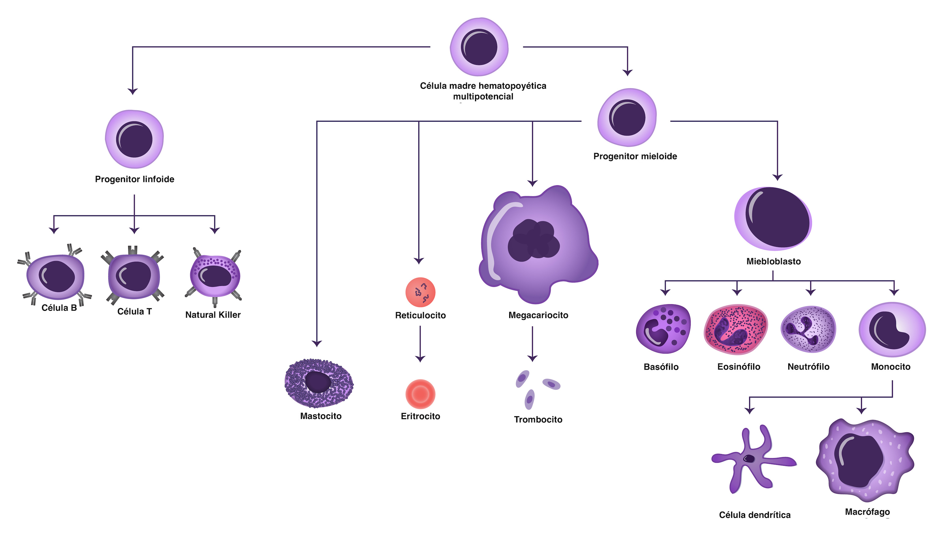 Visión general de las células del sistema inmunitario ...