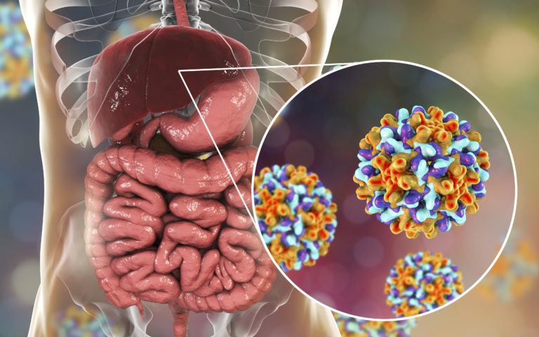 Liver with Hepatitis B infection and close-up view of Hepatitis B Viruses, medical concept, 3D illustration