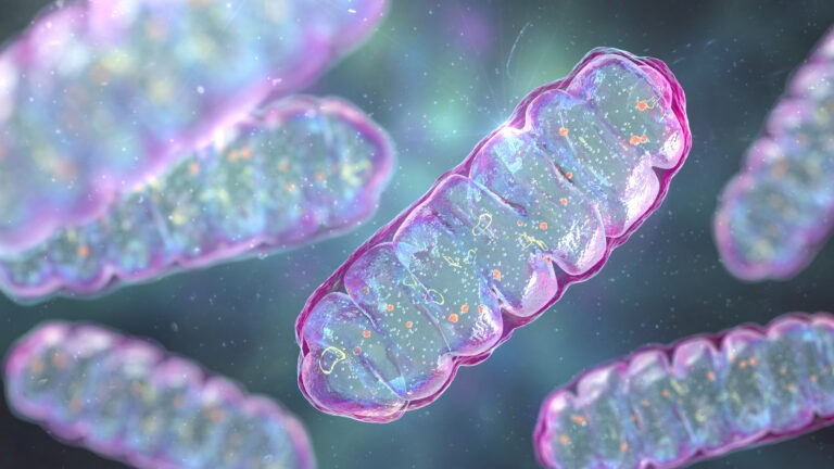 Inflamación silenciosa y mitocondria