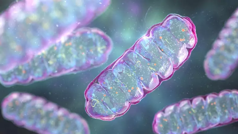 Inflamación silenciosa y mitocondria